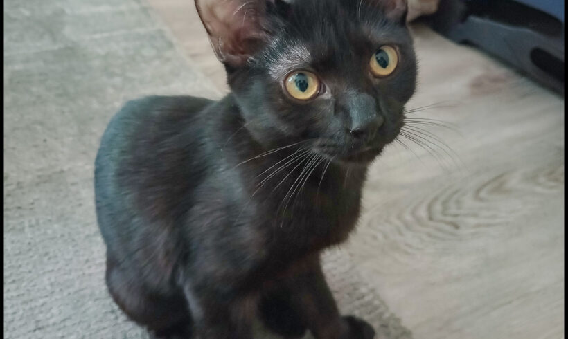 Missy