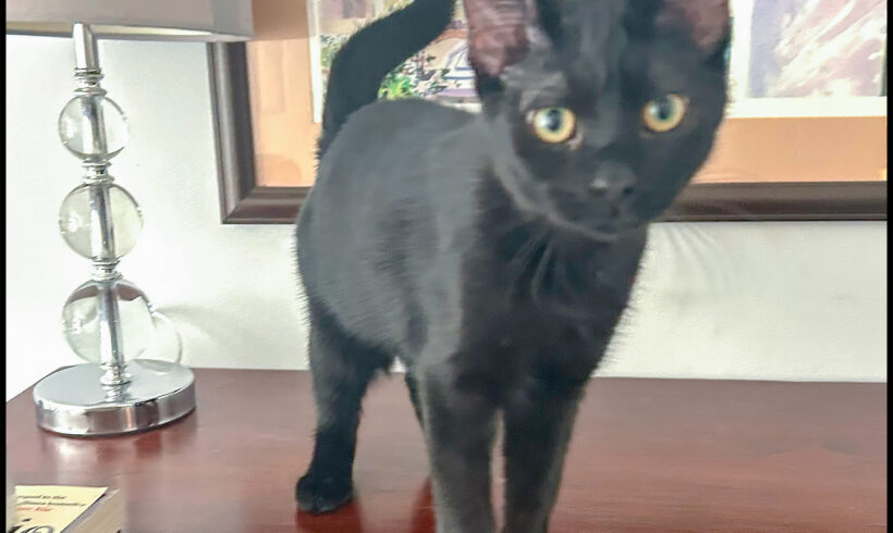Pepita