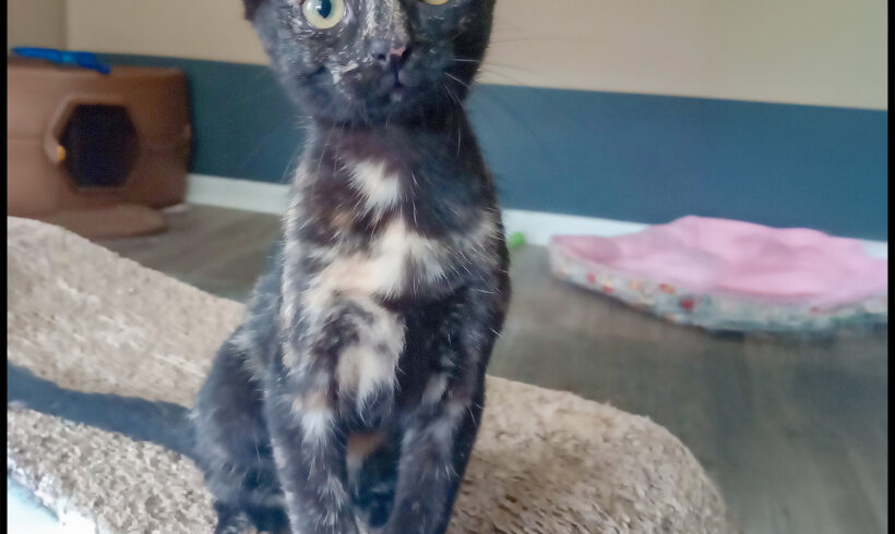 Pixie