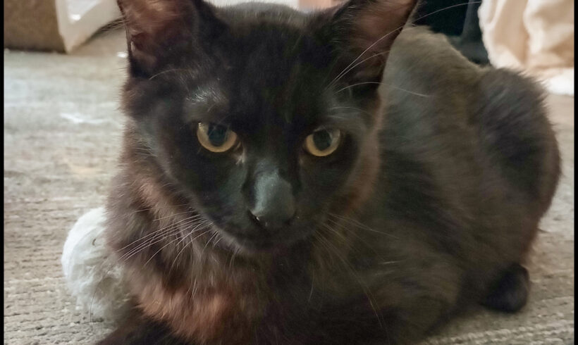 Prince