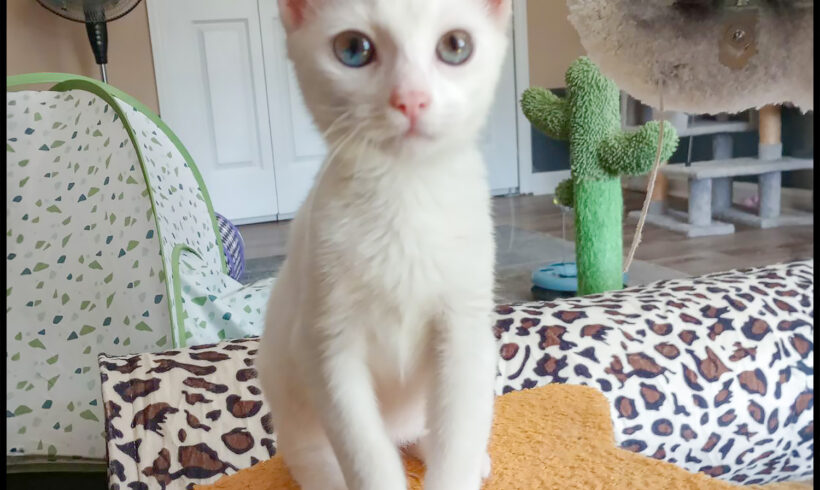 Snowball