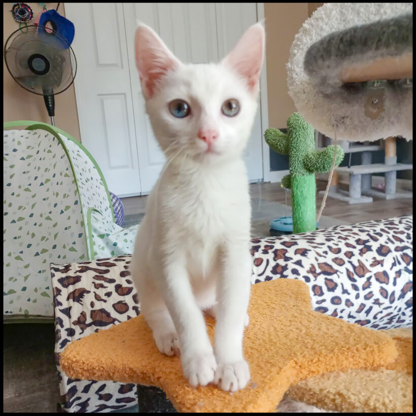Snowball