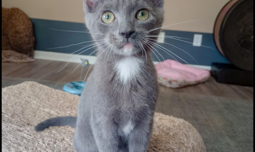 Tinkerbell
