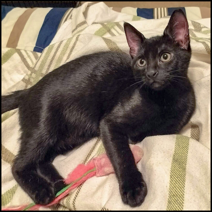 Angelo