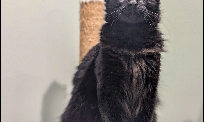Kira