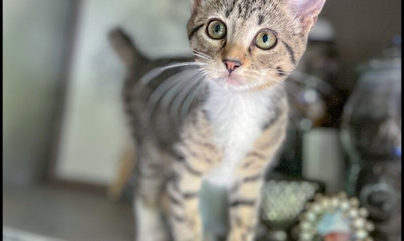 Mini-Mae