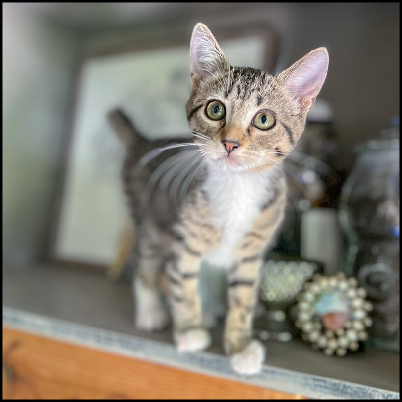 Mini-Mae