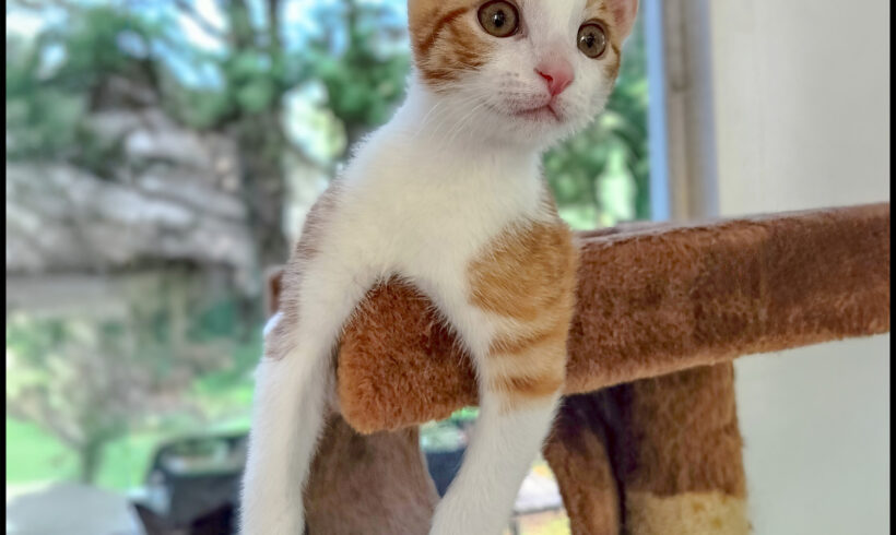Remy