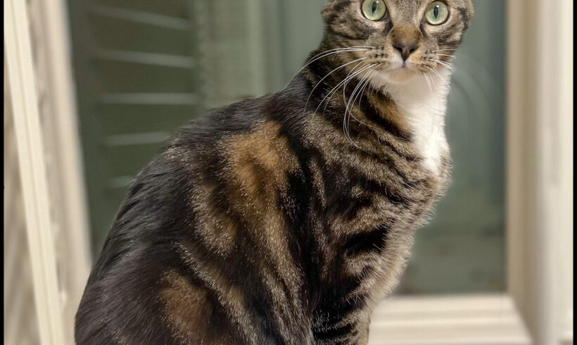 Simon
