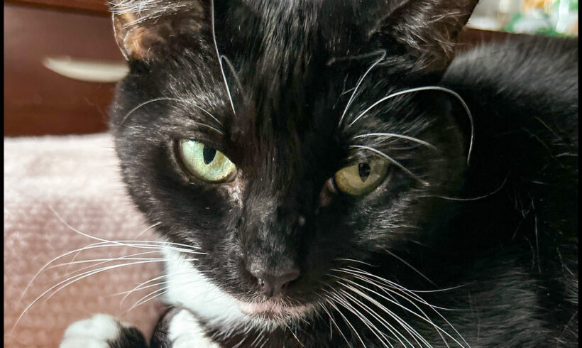 Bella