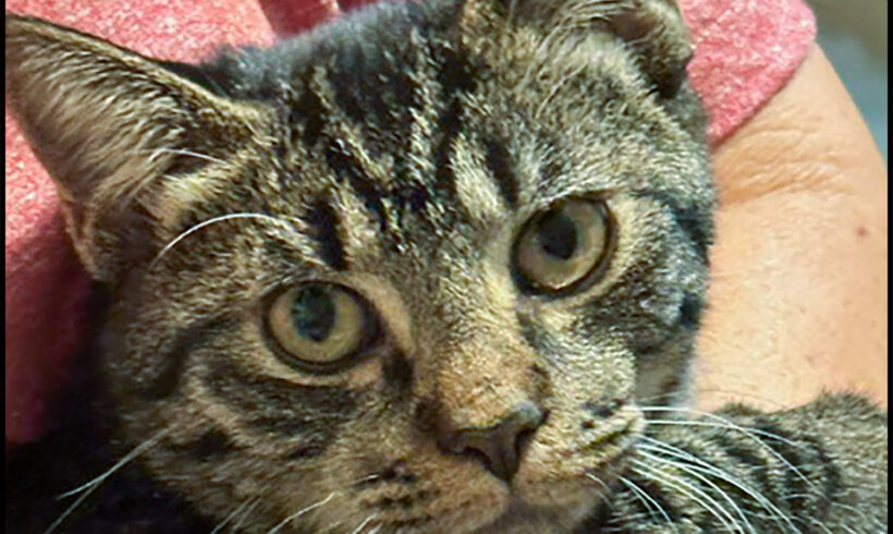 Baxter