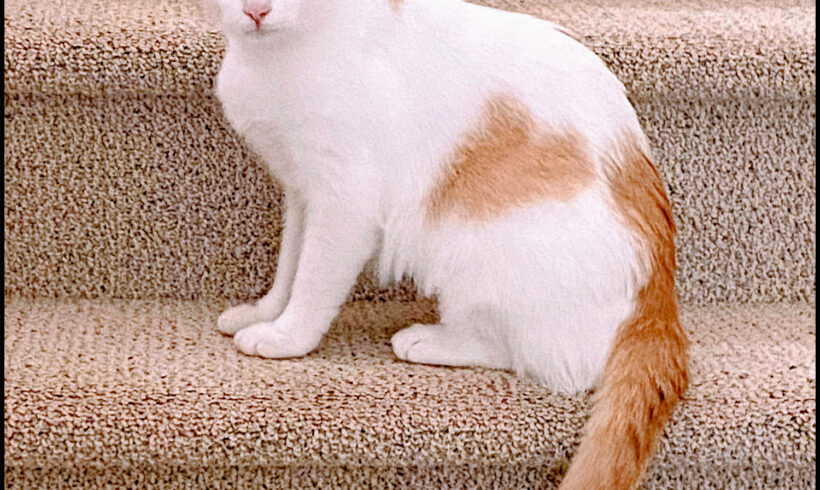 Creamsicle