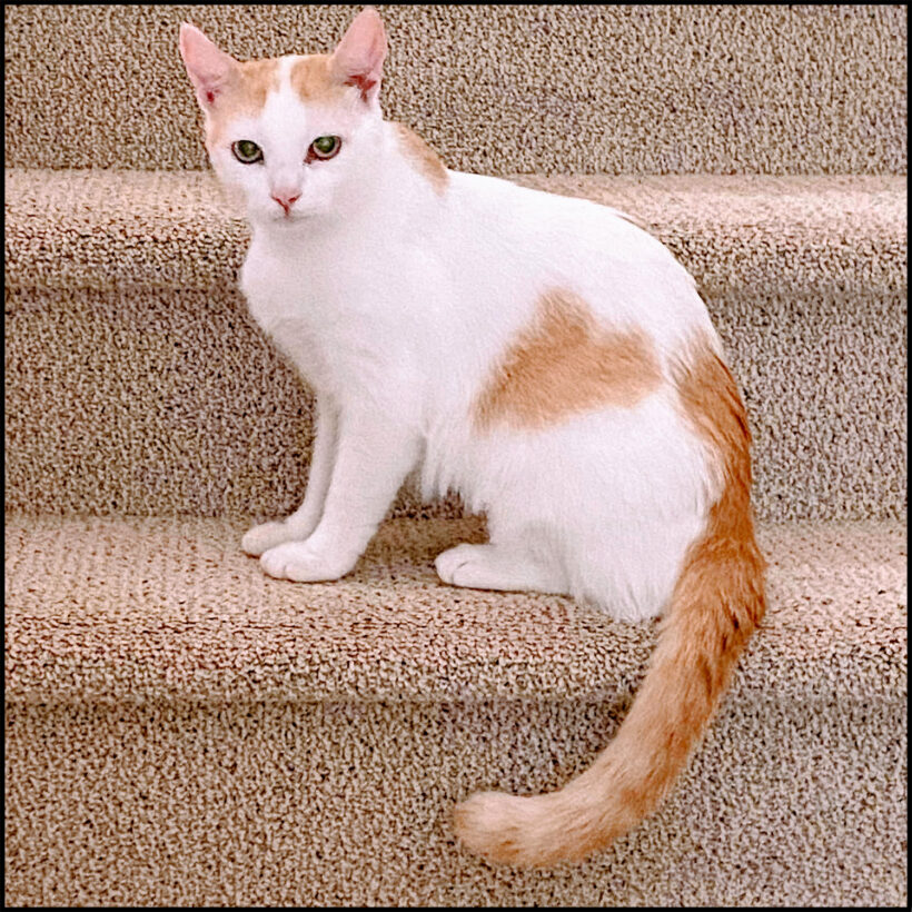 Creamsicle