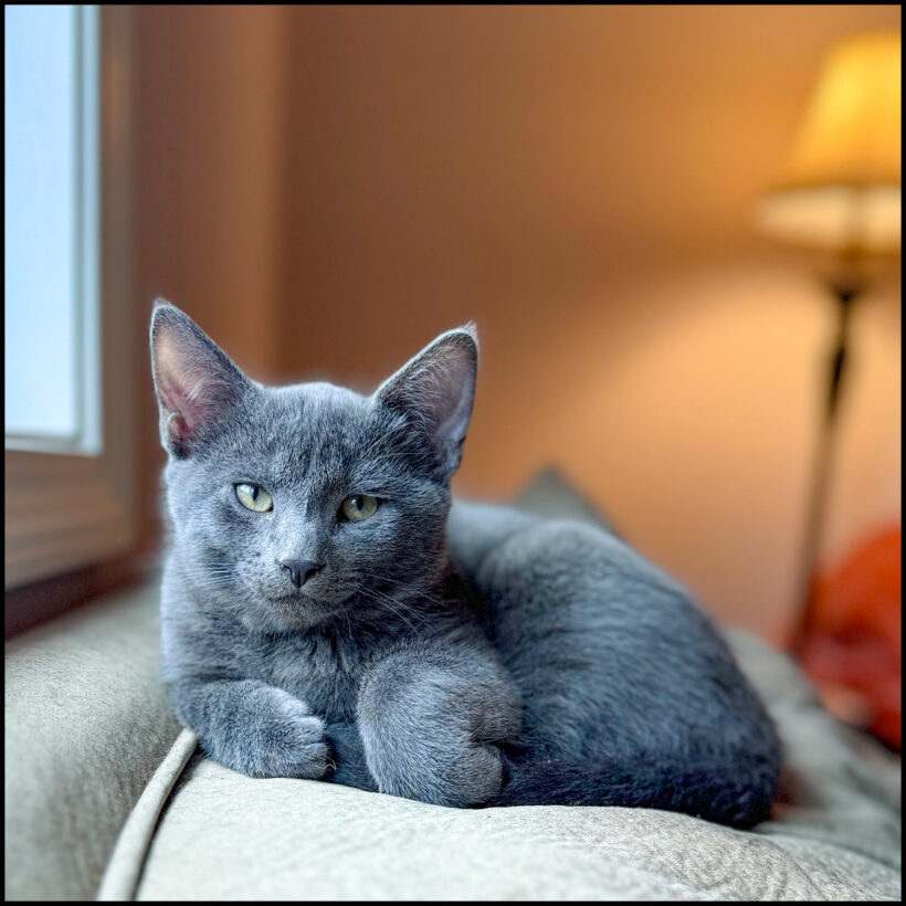 Theodore