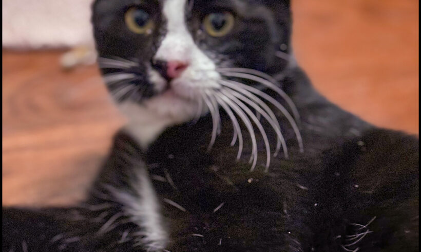 Oreo