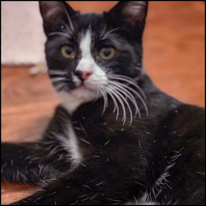 Oreo