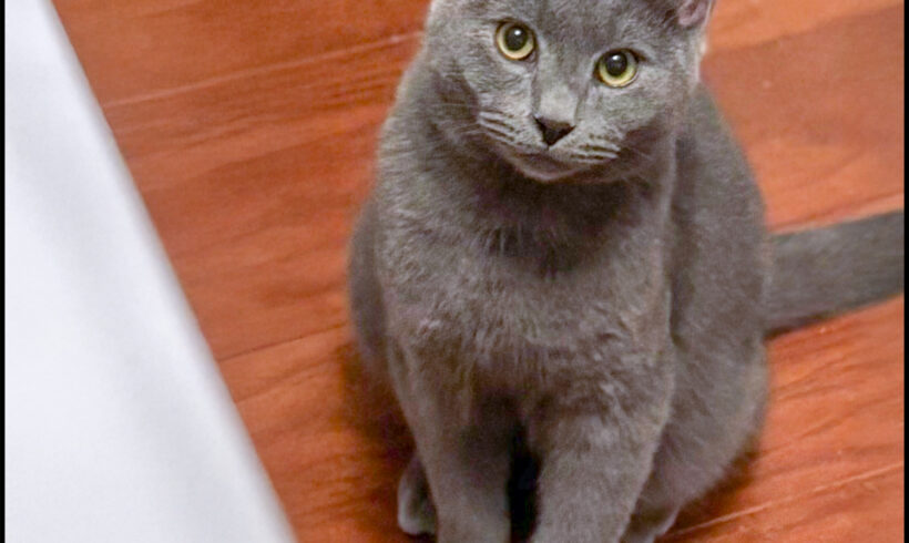 Rolo