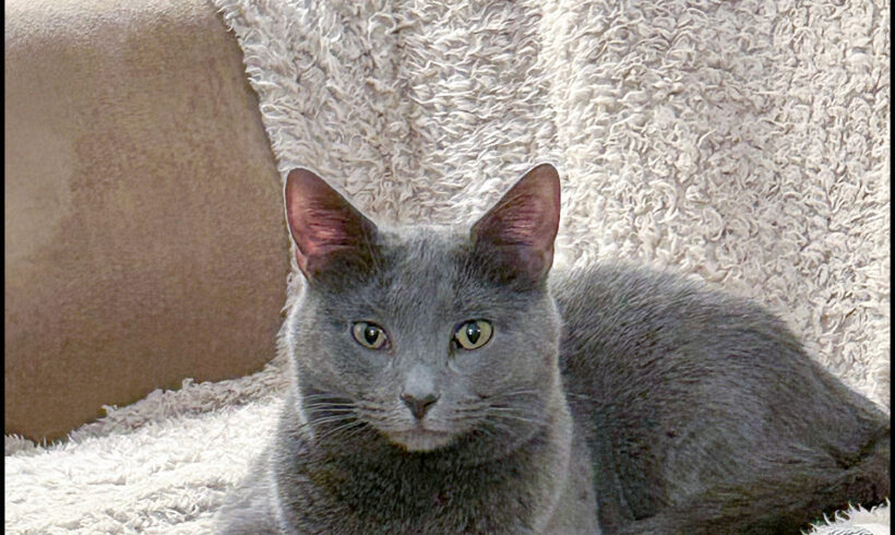 Taima