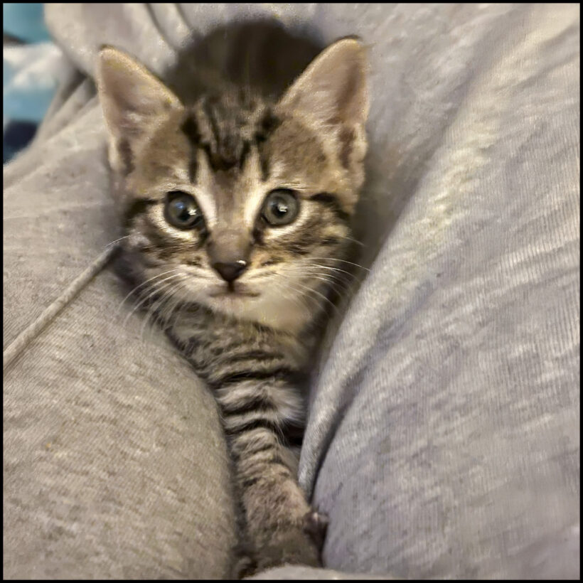 Elphaba