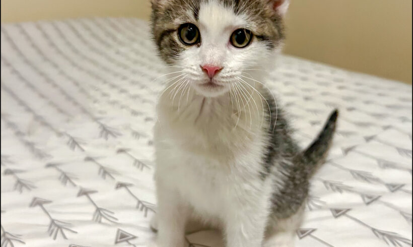 Oz