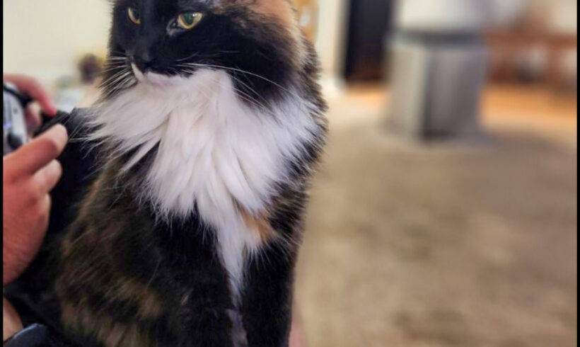 Juliet