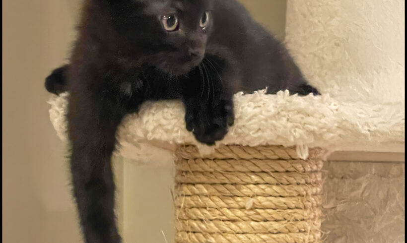 Ares