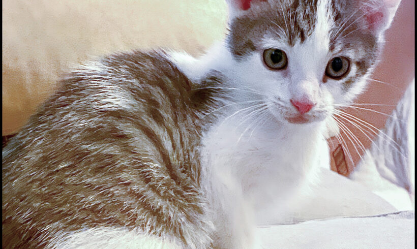 Cinder