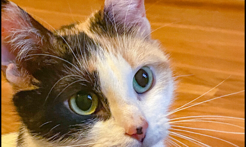 Delilah