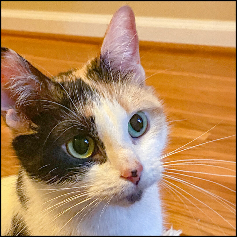 Delilah Delilah