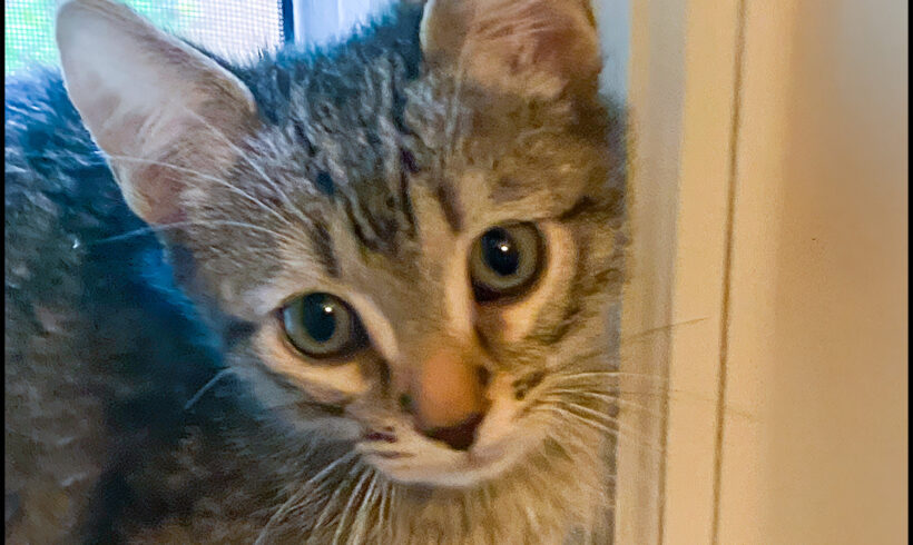 Jesse
