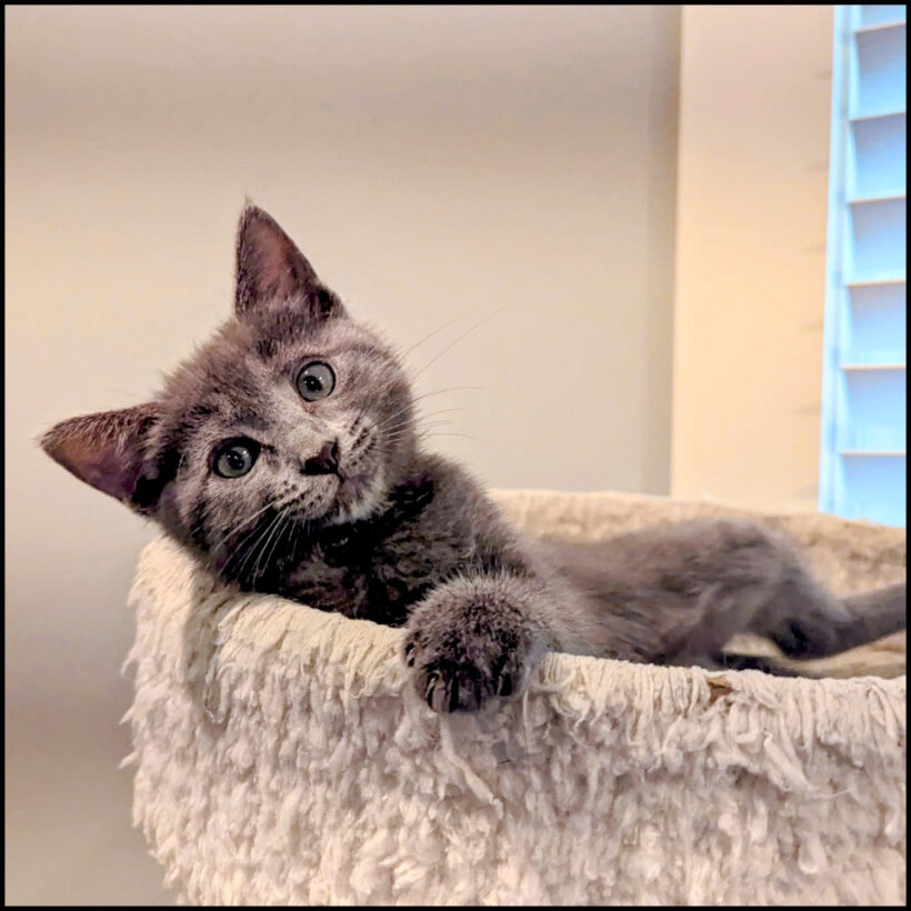 Frankie Sinatra