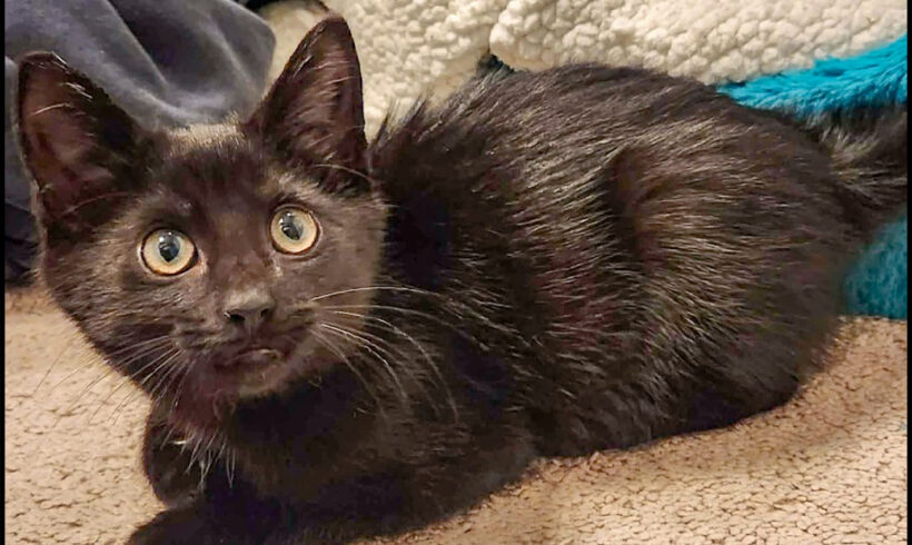 Binxie Boy