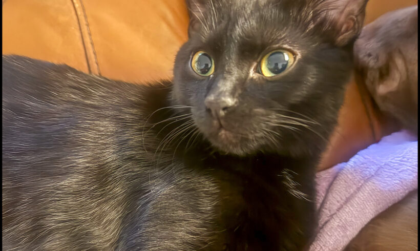 Onyx