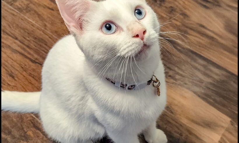 Clara