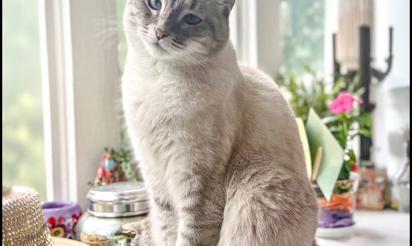 Dax