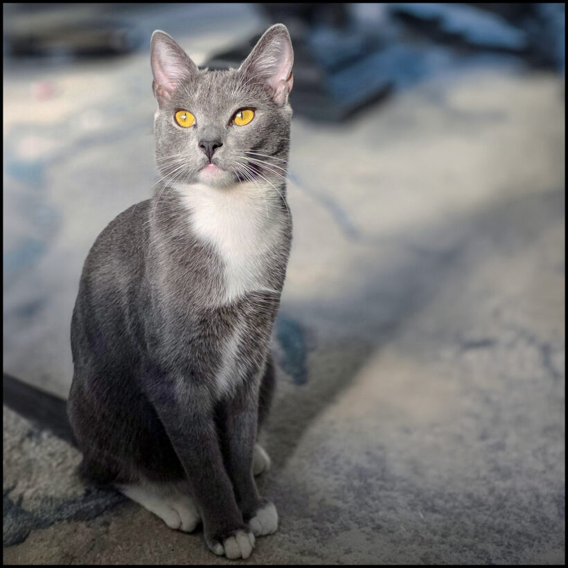 Ari