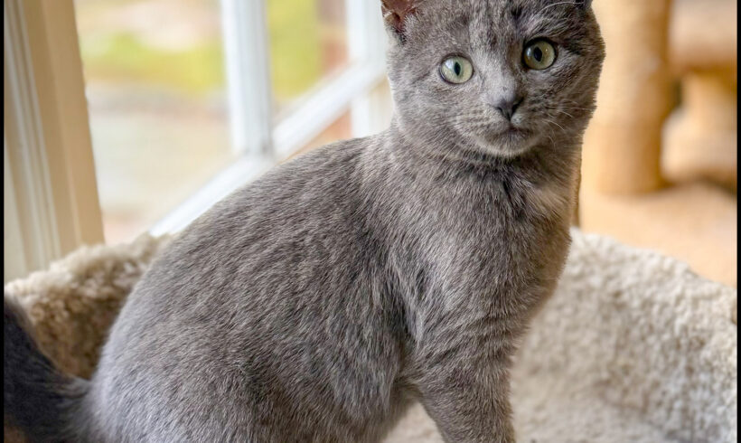 Freya