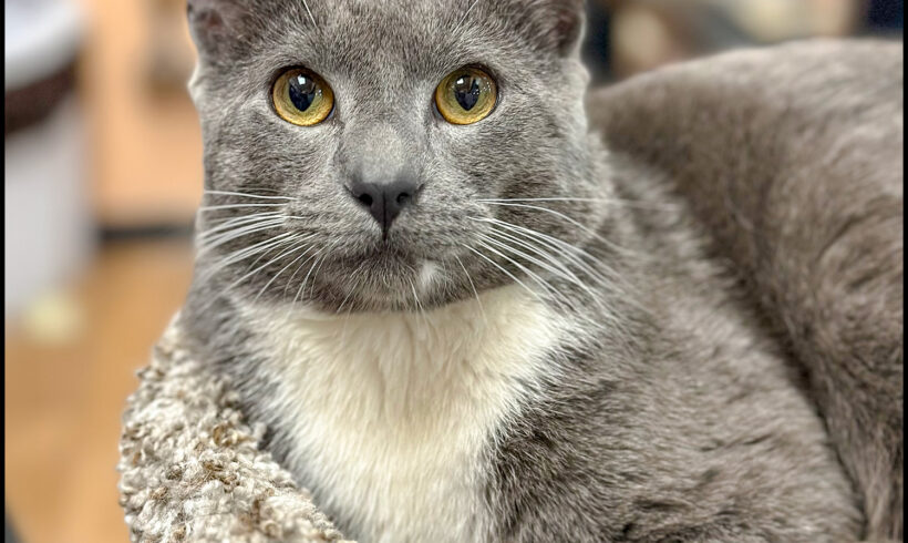 Skipper