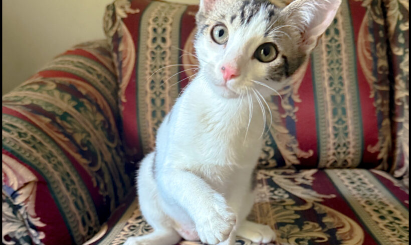 Olaf