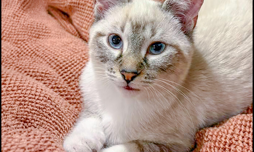 Satsuma