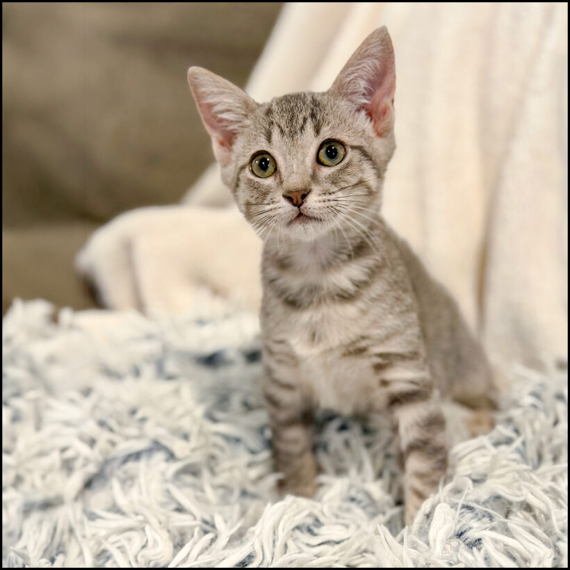 Lyra