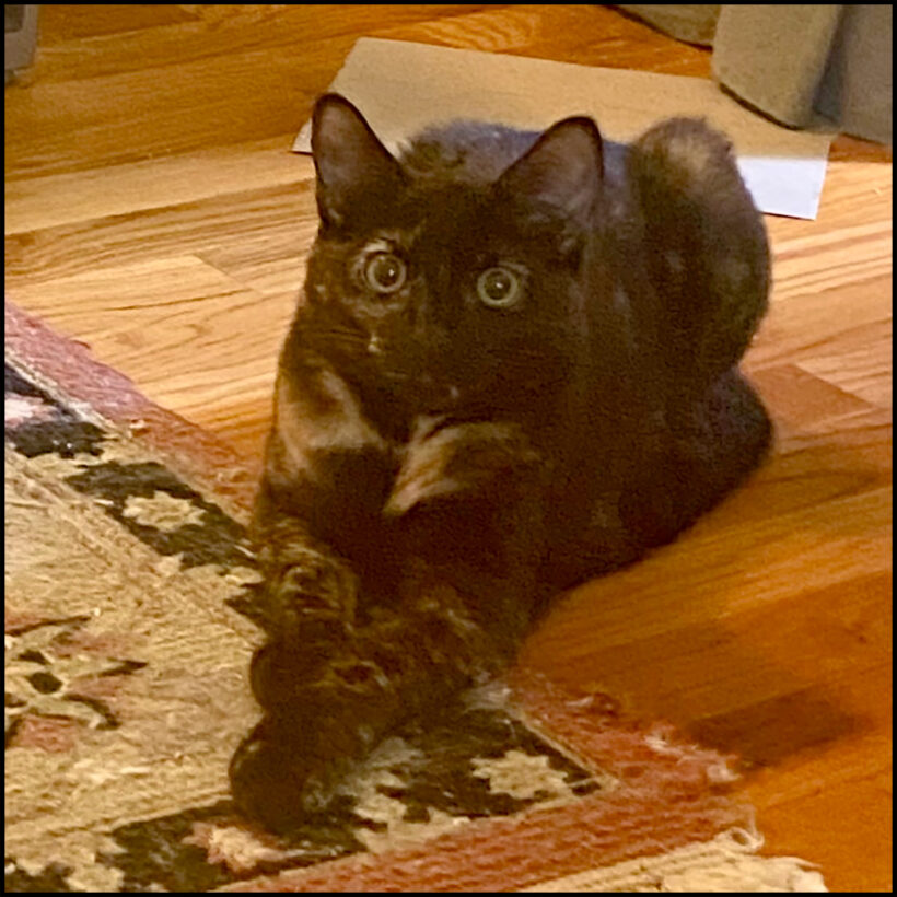 Sheba